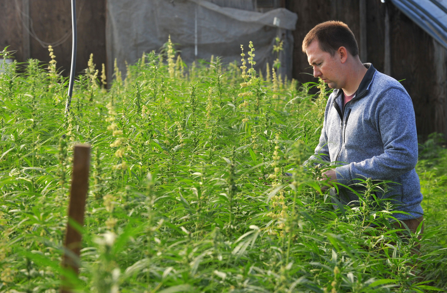 120520-qc-nws-hemp-127